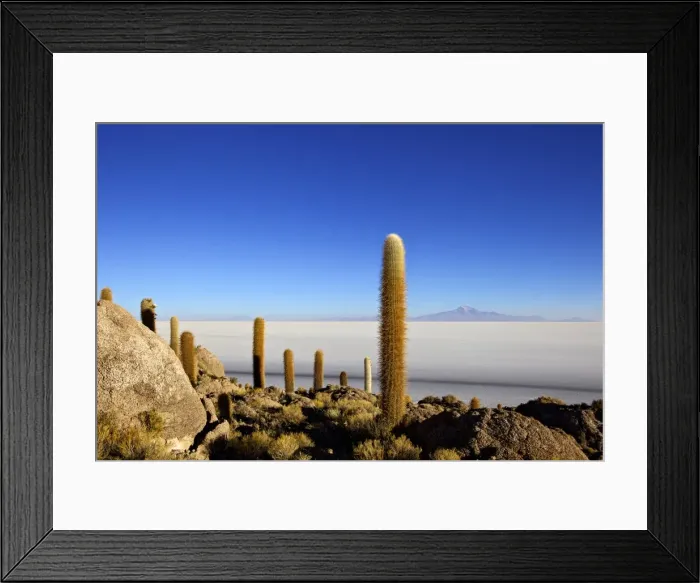 Framed Print : Cacti on Isla de los Pescadores, Mount Tunupa and salt flats Salar de Uyuni, Southwest Highlands, Bolivia, South America Framed Print : Cacti on Isla de los Pescadores, Mount Tunupa and salt flats Salar de Uyuni, Southwest Highlands, Bolivia, South America