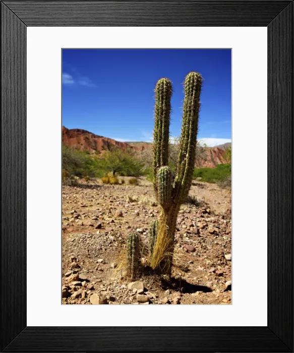 Framed Print : Cacti in Canon Del Inca, Tupiza Chichas Range, Andes, Southwestern Bolivia, South America Framed Print : Cacti in Canon Del Inca, Tupiza Chichas Range, Andes, Southwestern Bolivia, South America
