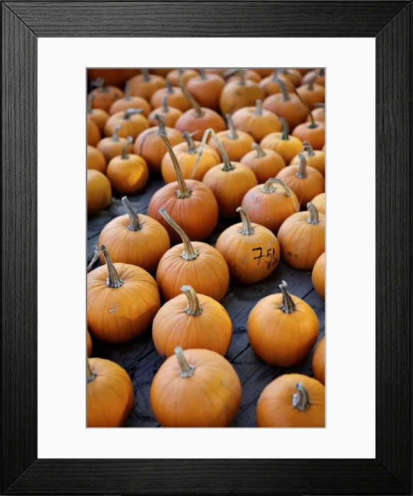 Framed Print : Large number of pumpkins for sale on a farm in St. Joseph, Missouri, United States of America, North America Framed Print : Large number of pumpkins for sale on a farm in St. Joseph, Missouri, United States of America, North America