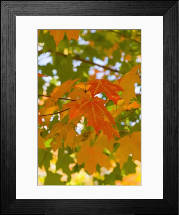 Framed Print : Wiscasset, Maine, New England, United States of America, North America Framed Print : Wiscasset, Maine, New England, United States of America, North America