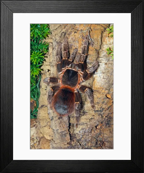 Framed Print : Brazilian Fire Red, one of the biggest tarantula giants, Brazil, South America Framed Print : Brazilian Fire Red, one of the biggest tarantula giants, Brazil, South America
