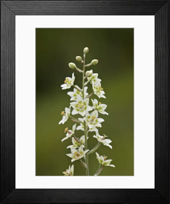 Framed Print : Mountain death camas (elegant deathcamas) (showy deathcamas) (alkali grass) (Zigadenus elegans), Waterton Lakes National Park, Alberta, Canada, North America Framed Print : Mountain death camas (elegant deathcamas) (showy deathcamas) (alkali grass) (Zigadenus elegans), Waterton Lakes National Park, Alberta, Canada, North America