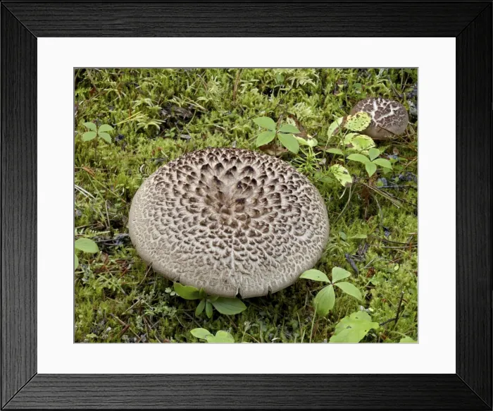 Framed Print : Scaly hydnum (Sarcodon imbricatus), Yoho National Park, British Columbia, Canada, North America Framed Print : Scaly hydnum (Sarcodon imbricatus), Yoho National Park, British Columbia, Canada, North America
