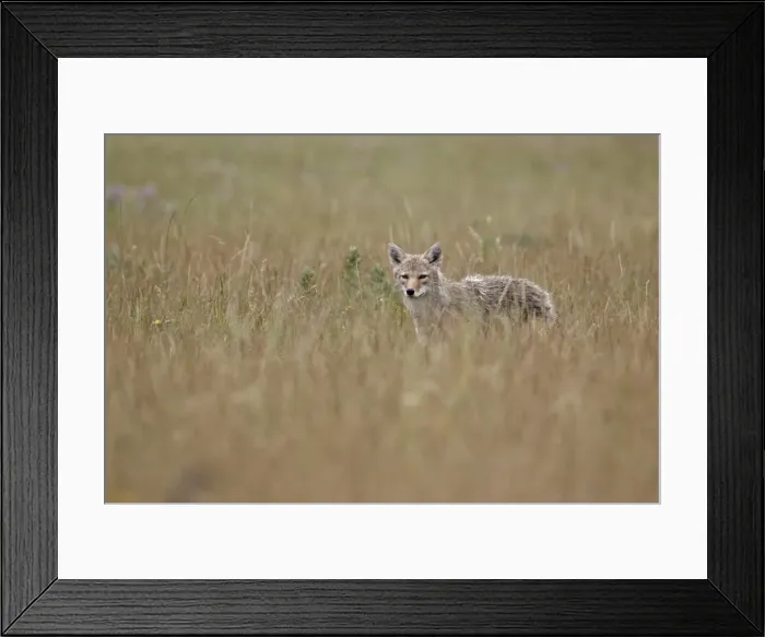 Framed Print : Coyote (Canis latrans), Waterton Lakes National Park, Alberta, Canada, North America Framed Print : Coyote (Canis latrans), Waterton Lakes National Park, Alberta, Canada, North America