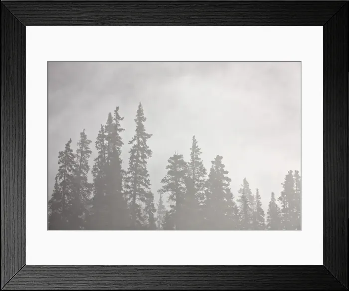 Framed Print : Evergreens surrounded by fog, Jasper National Park, UNESCO World Heritage Site, Alberta, Canada, North America Framed Print : Evergreens surrounded by fog, Jasper National Park, UNESCO World Heritage Site, Alberta, Canada, North America