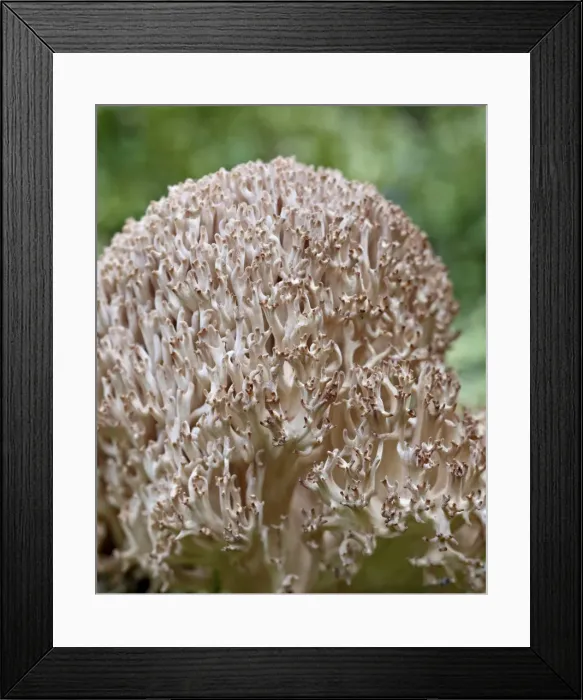 Framed Print : Cauliflower coral (Ramaria botrytis), Yoho National Park, British Columbia, Canada, North America Framed Print : Cauliflower coral (Ramaria botrytis), Yoho National Park, British Columbia, Canada, North America