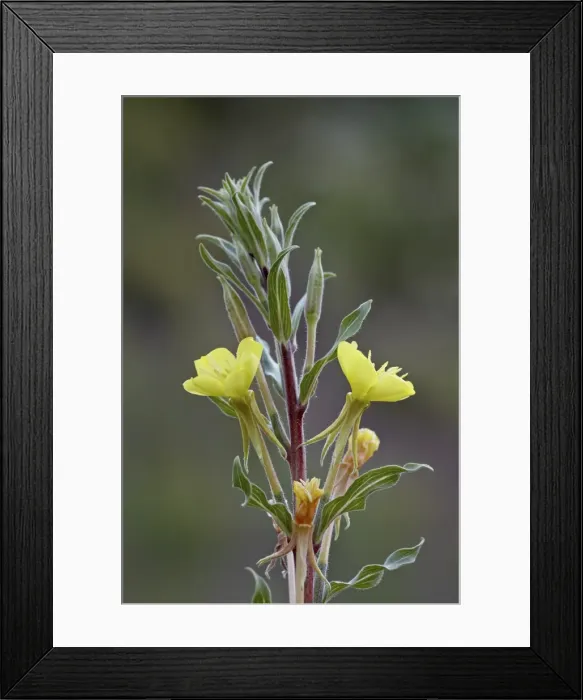 Framed Print : Yellow evening primrose (Oenothera villosa), Waterton Lakes National Park, Alberta, Canada, North America Framed Print : Yellow evening primrose (Oenothera villosa), Waterton Lakes National Park, Alberta, Canada, North America