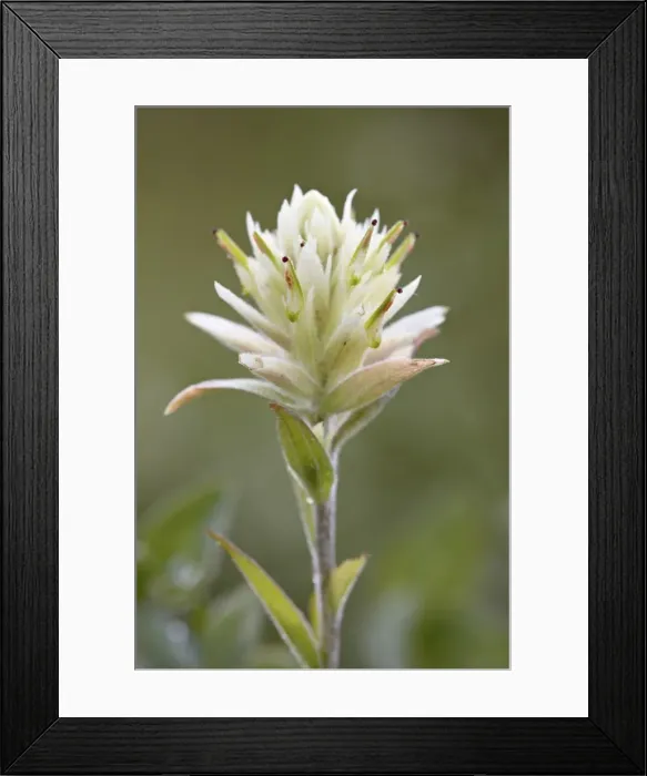 Framed Print : Sulfur paintbrush (Castilleja sulphurea), Waterton Lakes National Park, Alberta, Canada, North America Framed Print : Sulfur paintbrush (Castilleja sulphurea), Waterton Lakes National Park, Alberta, Canada, North America