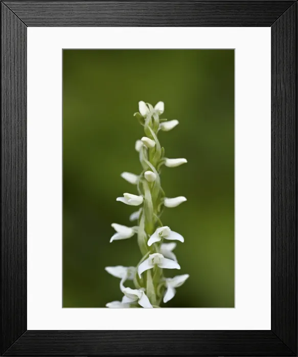 Framed Print : White bog orchid (Habenaria dilatata), Waterton Lakes National Park, Alberta, Canada, North America Framed Print : White bog orchid (Habenaria dilatata), Waterton Lakes National Park, Alberta, Canada, North America