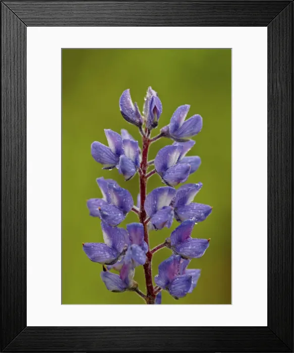 Framed Print : Silvery lupine (Lupinus argenteus), Waterton Lakes National Park, Alberta, Canada, North America Framed Print : Silvery lupine (Lupinus argenteus), Waterton Lakes National Park, Alberta, Canada, North America