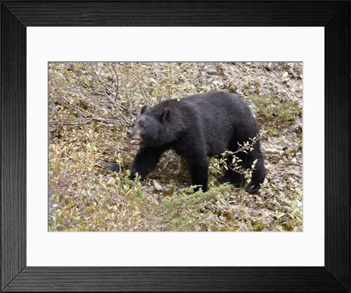 Framed Print : Black bear (Ursus americanus) eating berries, Jasper National Park, Alberta, Canada, North America Framed Print : Black bear (Ursus americanus) eating berries, Jasper National Park, Alberta, Canada, North America