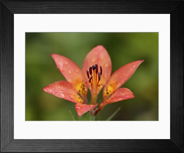 Framed Print : Wood lily (Lilium philadelphicum) (Lilium umbellatum), Waterton Lakes National Park, Alberta, Canada, North America Framed Print : Wood lily (Lilium philadelphicum) (Lilium umbellatum), Waterton Lakes National Park, Alberta, Canada, North America