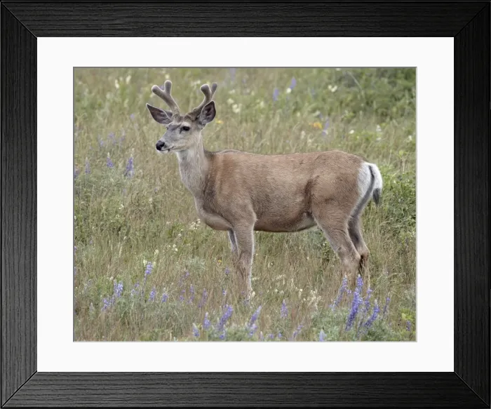 Framed Print : Mule deer (Odocoileus hemionus) buck in the summer, Waterton Lakes National Park, Alberta, Canada, North America Framed Print : Mule deer (Odocoileus hemionus) buck in the summer, Waterton Lakes National Park, Alberta, Canada, North America