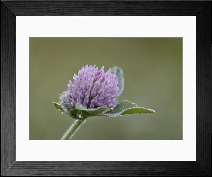 Framed Print : Red clover (Trifolium pratense), Waterton Lakes National Park, Alberta, Canada, North America Framed Print : Red clover (Trifolium pratense), Waterton Lakes National Park, Alberta, Canada, North America
