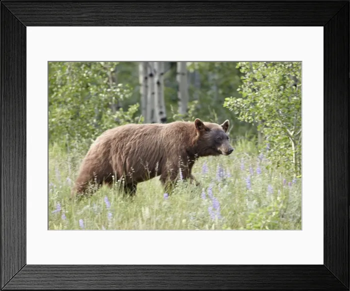 Framed Print : Cinnamon black bear (Ursus americanus) cub, Waterton Lakes National Park, Alberta, Canada, North America Framed Print : Cinnamon black bear (Ursus americanus) cub, Waterton Lakes National Park, Alberta, Canada, North America