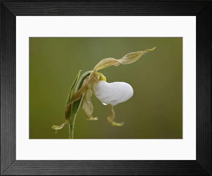 Framed Print : Mountain ladys slipper (white ladys slipper) (large ladys slipper) (moccasin flower) (Cypripedium montanum), Waterton Lakes National Park, Alberta, Canada, North America Framed Print : Mountain ladys slipper (white ladys slipper) (large ladys slipper) (moccasin flower) (Cypripedium montanum), Waterton Lakes National Park, Alberta, Canada, North America