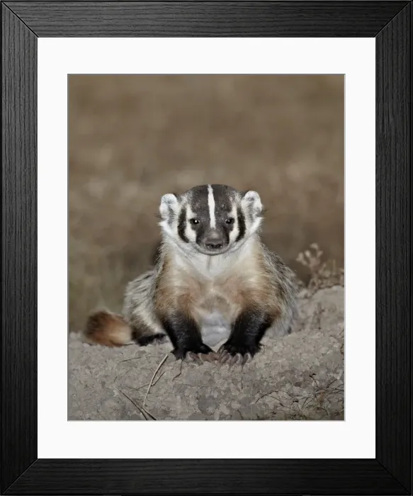 Framed Print : Badger (Taxidea taxus), Buffalo Gap National Grassland, Conata Basin, South Dakota, United States of America, North America Framed Print : Badger (Taxidea taxus), Buffalo Gap National Grassland, Conata Basin, South Dakota, United States of America, North America