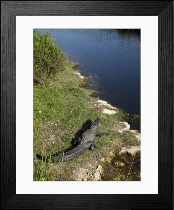 Framed Print : Everglades National Park, Florida, United States of America, North America Framed Print : Everglades National Park, Florida, United States of America, North America