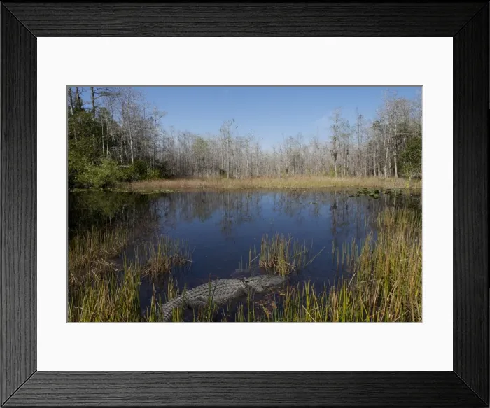 Framed Print : Everglades National Park, UNESCO World Heritage Site, Florida, United States of America, North America Framed Print : Everglades National Park, UNESCO World Heritage Site, Florida, United States of America, North America