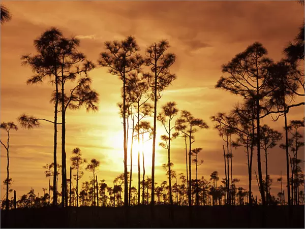 Everglades National Park, UNESCO World Heritage Site, Florida, United States of America, North America
