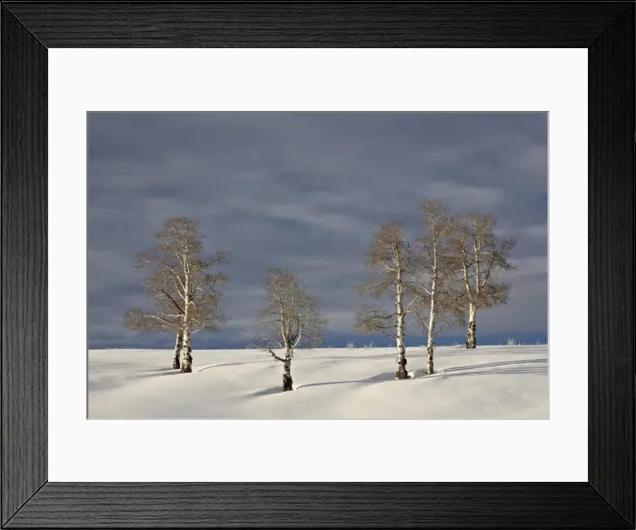 Framed Print : Aspen trees on a snow-covered hillside, San Miguel County, Colorado, United States of America, North America Framed Print : Aspen trees on a snow-covered hillside, San Miguel County, Colorado, United States of America, North America