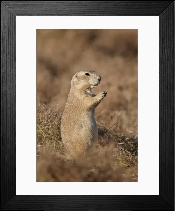 Framed Print : Blacktail prairie dog (Cynomys ludovicianus), Theodore Roosevelt National Park, North Dakota, United States of America, North America Framed Print : Blacktail prairie dog (Cynomys ludovicianus), Theodore Roosevelt National Park, North Dakota, United States of America, North America