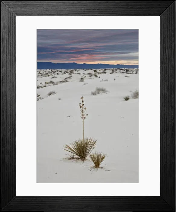 Framed Print : Yucca on the dunes at sunrise, White Sands National Monument, New Mexico, United States of America, North America Framed Print : Yucca on the dunes at sunrise, White Sands National Monument, New Mexico, United States of America, North America