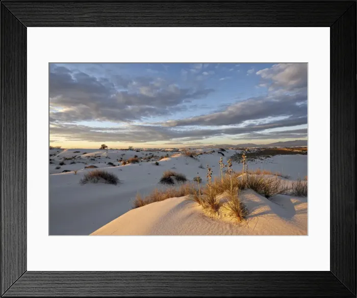 Framed Print : First light on a cluster of yucca among the dunes, White Sands National Monument, New Mexico, United States of America, North America Framed Print : First light on a cluster of yucca among the dunes, White Sands National Monument, New Mexico, United States of America, North America