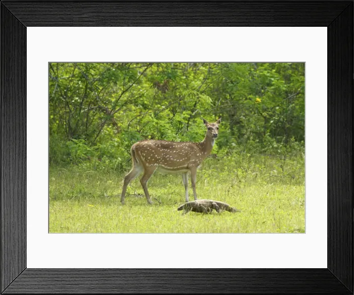 Framed Print : Ceylon spotted deer hind and Land monitor lizard, Yala National Park, Sri Lanka, Asia Framed Print : Ceylon spotted deer hind and Land monitor lizard, Yala National Park, Sri Lanka, Asia
