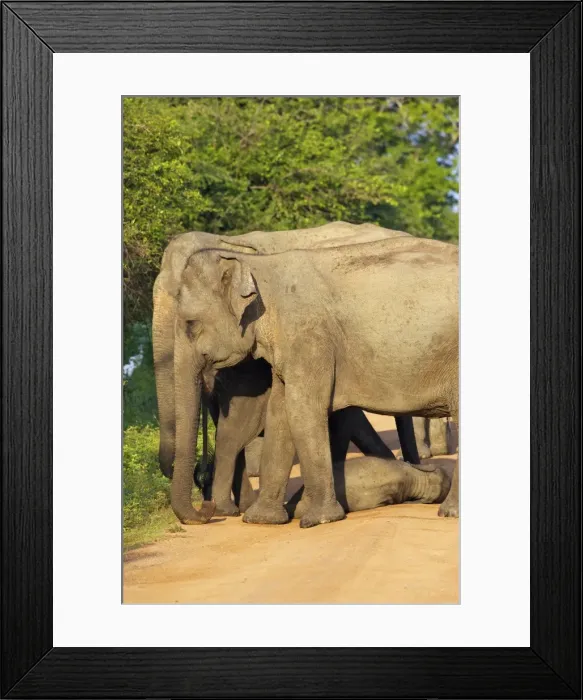 Framed Print : Wild female asian elephants with baby elephant, Yala National Park, Sri Lanka, Asia Framed Print : Wild female asian elephants with baby elephant, Yala National Park, Sri Lanka, Asia