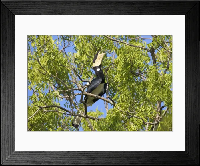 Framed Print : Male Malabar Pied Hornbill (anthracoceros coronatus), Yala National Park, Sri Lanka, Asia Framed Print : Male Malabar Pied Hornbill (anthracoceros coronatus), Yala National Park, Sri Lanka, Asia