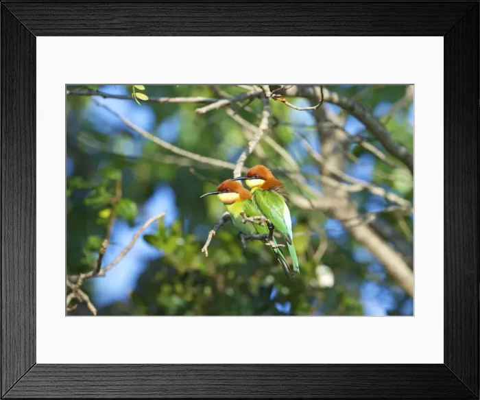 Framed Print : Chestnut-headed bee-eater (merops leschanaulti), Yala National Park, Sri Lanka, Asia Framed Print : Chestnut-headed bee-eater (merops leschanaulti), Yala National Park, Sri Lanka, Asia