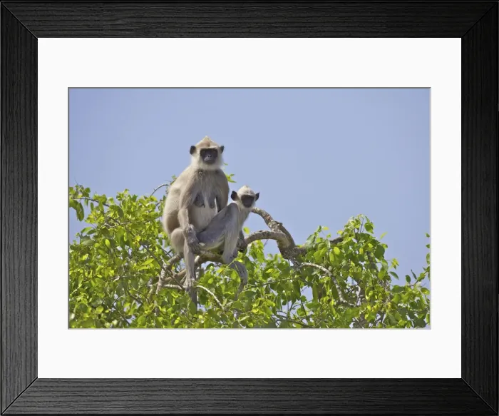 Framed Print : Tufted Grey Langur mother and baby (semnopithecus priam), Yala National Park, Sri Lanka, Asia Framed Print : Tufted Grey Langur mother and baby (semnopithecus priam), Yala National Park, Sri Lanka, Asia