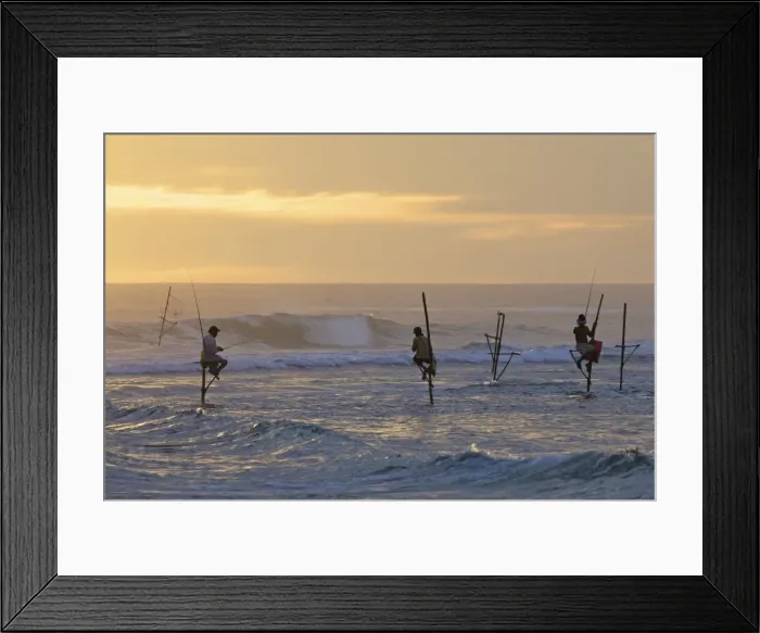 Framed Print : Stilt fishermen at Weligama, South Coast, Sri Lanka, Asia Framed Print : Stilt fishermen at Weligama, South Coast, Sri Lanka, Asia