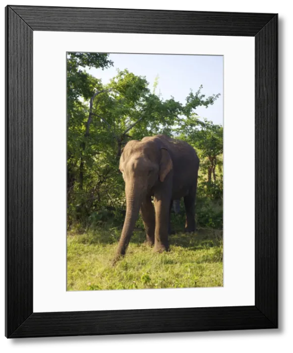 Framed Print : Asiatic elephant (elephas maximus maximus), Uda Walawe National Park, Sri Lanka, Asia Framed Print : Asiatic elephant (elephas maximus maximus), Uda Walawe National Park, Sri Lanka, Asia