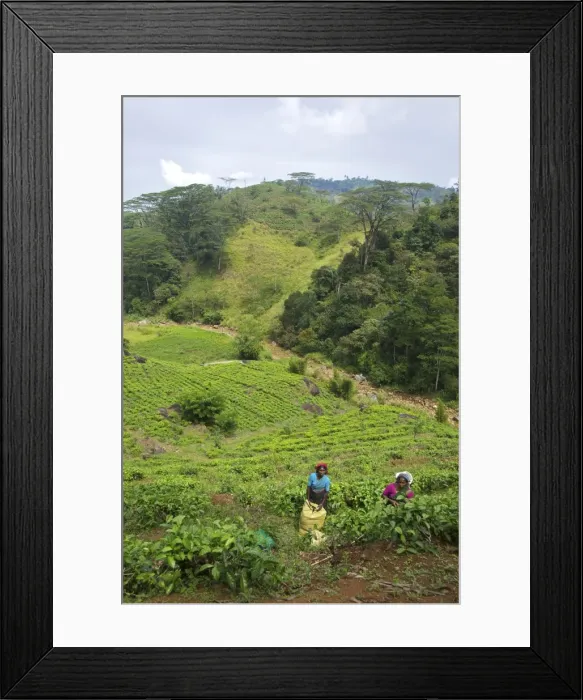 Framed Print : Female Tamil tea pickers, tea plantation near Nuwara Eliya, Sri Lanka, Asia Framed Print : Female Tamil tea pickers, tea plantation near Nuwara Eliya, Sri Lanka, Asia