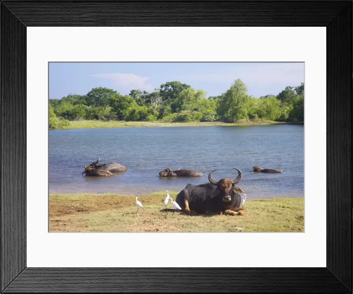 Framed Print : Domestic Asian water buffalo (bubalus bubalis) and egrets, Yala National Park, Sri Lanka, Asia Framed Print : Domestic Asian water buffalo (bubalus bubalis) and egrets, Yala National Park, Sri Lanka, Asia