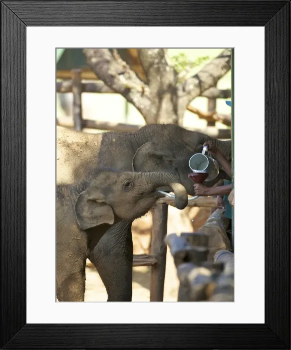 Framed Print : Baby Asian elephants being fed, Uda Walawe Elephant Transit Home, Sri Lanka, Asia Framed Print : Baby Asian elephants being fed, Uda Walawe Elephant Transit Home, Sri Lanka, Asia