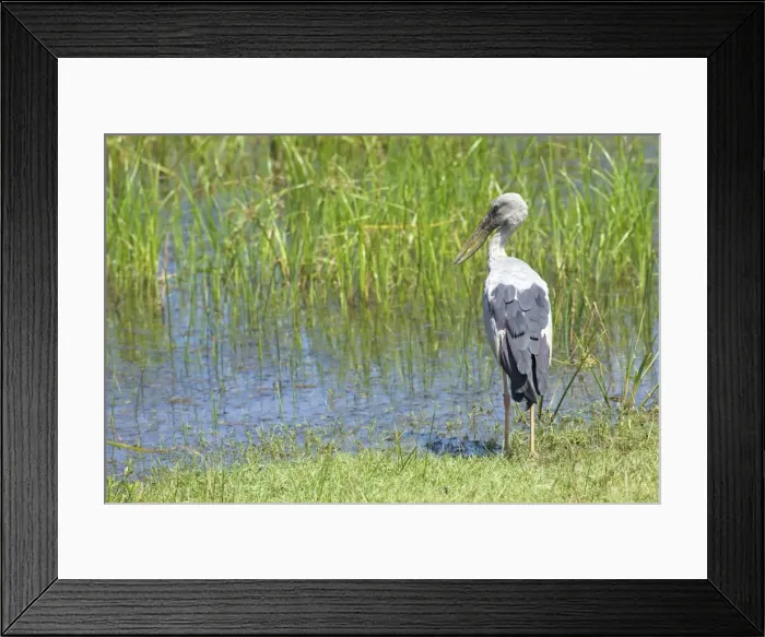 Framed Print : Asian Openbill (anastomus oscitans), Yala National Park, Sri Lanka, Asia Framed Print : Asian Openbill (anastomus oscitans), Yala National Park, Sri Lanka, Asia