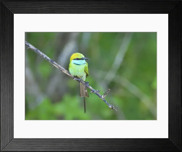 Framed Print : Little green bee-eater (merops orientalis), Yala National Park, Sri Lanka, Asia Framed Print : Little green bee-eater (merops orientalis), Yala National Park, Sri Lanka, Asia