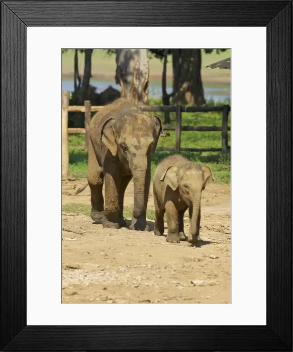 Framed Print : Baby Asian elephants, Uda Walawe Elephant Transit Home, Sri Lanka, Asia Framed Print : Baby Asian elephants, Uda Walawe Elephant Transit Home, Sri Lanka, Asia