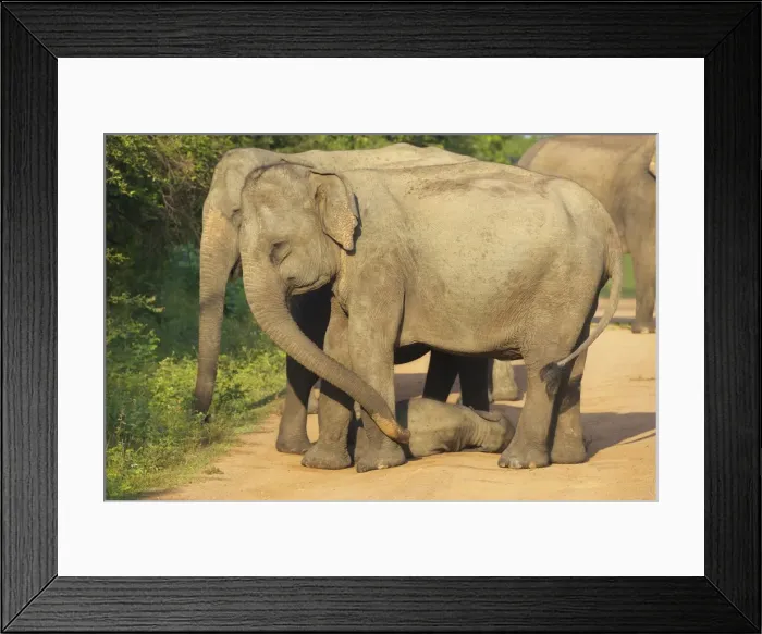 Framed Print : Wild female asian elephants with baby elephant, Yala National Park, Sri Lanka, Asia Framed Print : Wild female asian elephants with baby elephant, Yala National Park, Sri Lanka, Asia