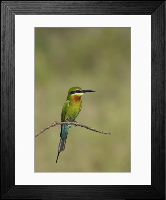 Framed Print : Blue-tailed Bee-eater (Merops philippinus), Uda Walawe National Park, Sri Lanka, Asia