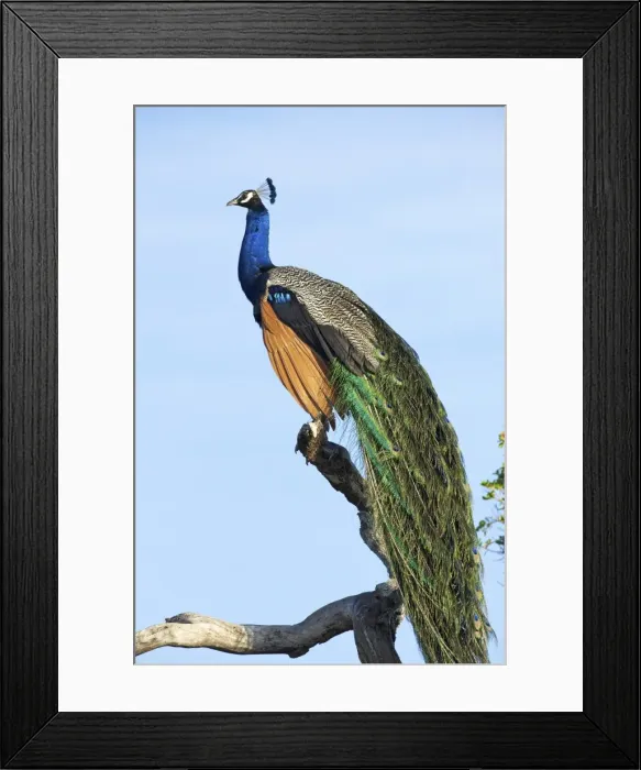 Framed Print : Indian Peafowl (pavo cristatus), Yala National Park, Sri Lanka, Asia Framed Print : Indian Peafowl (pavo cristatus), Yala National Park, Sri Lanka, Asia