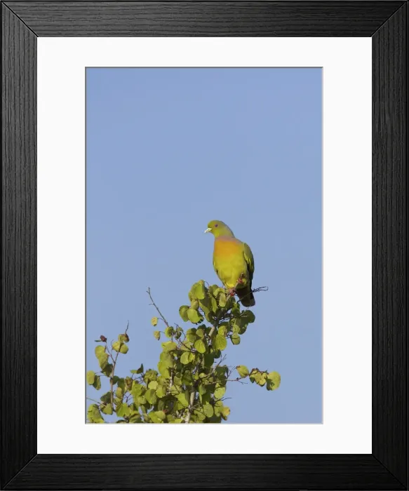 Framed Print : Orange-breasted Green Pigeon (treron bicinctus), Uda Walawe National Park, Sri Lanka, Asia Framed Print : Orange-breasted Green Pigeon (treron bicinctus), Uda Walawe National Park, Sri Lanka, Asia