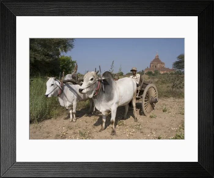 Framed Print : Man in ox cart, and Htilominlo Pahto in the background, Bagan (Pagan), Myanmar (Burma), Asia Framed Print : Man in ox cart, and Htilominlo Pahto in the background, Bagan (Pagan), Myanmar (Burma), Asia