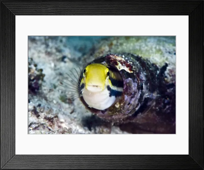 Framed Print : Shorthead fangblenny (Petroscirtes breviceps), inside a coral encrusted bottle, Philippines, Southeast Asia, Asia Framed Print : Shorthead fangblenny (Petroscirtes breviceps), inside a coral encrusted bottle, Philippines, Southeast Asia, Asia