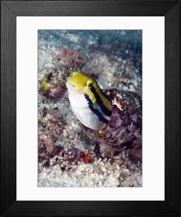 Framed Print : Shorthead fangblenny (Petroscirtes breviceps), inside a coral encrusted bottle, Philippines, Southeast Asia, Asia Framed Print : Shorthead fangblenny (Petroscirtes breviceps), inside a coral encrusted bottle, Philippines, Southeast Asia, Asia