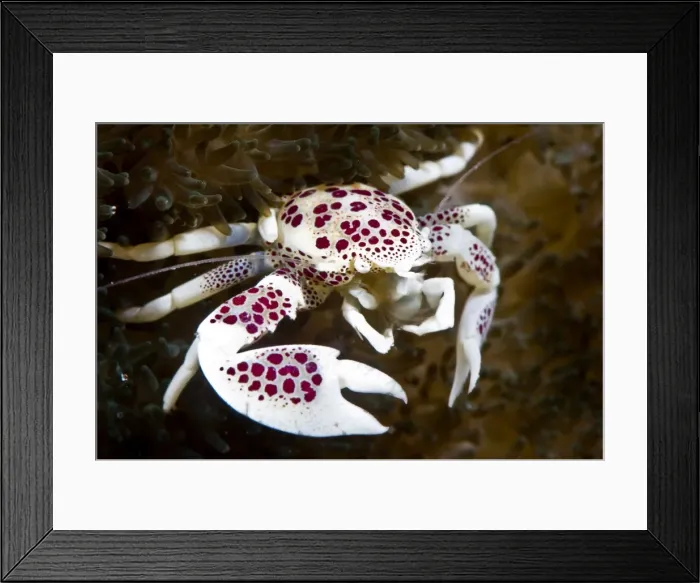 Framed Print : Spotted porcelain crab (Neopetrolisthes), in an anemone, Philippines, Southeast Asia, Asia Framed Print : Spotted porcelain crab (Neopetrolisthes), in an anemone, Philippines, Southeast Asia, Asia