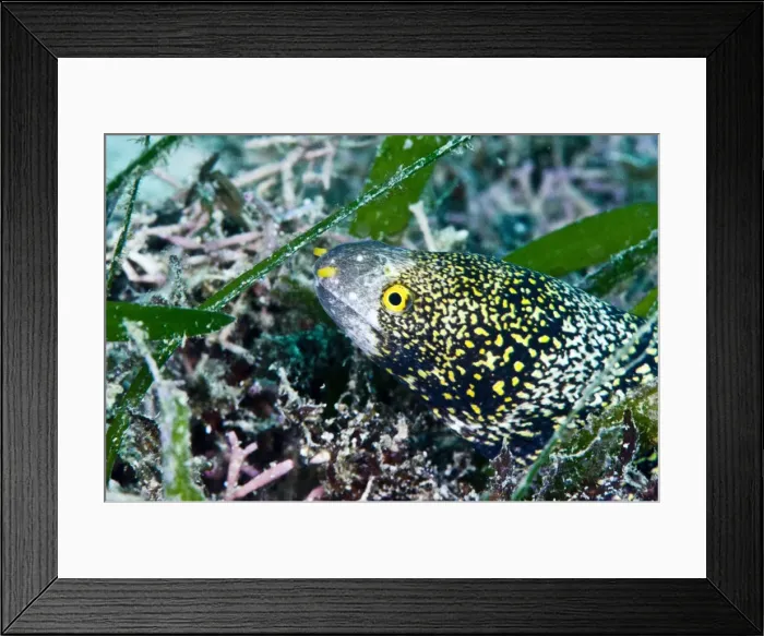 Framed Print : Starry moray eel (Echidna nebulosa), grows to 50cm, Philippines, Southeast Asia, Asia Framed Print : Starry moray eel (Echidna nebulosa), grows to 50cm, Philippines, Southeast Asia, Asia